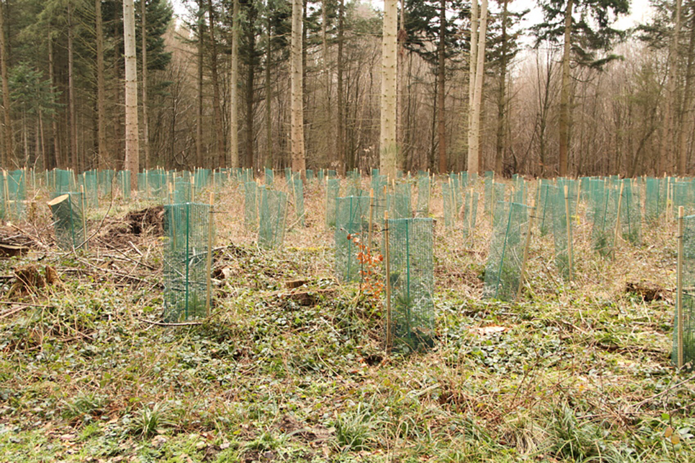 Telo di protezione per alberi 17g/m² (merce da cantiere) rete di protezione nera 3mm Ø 150mm