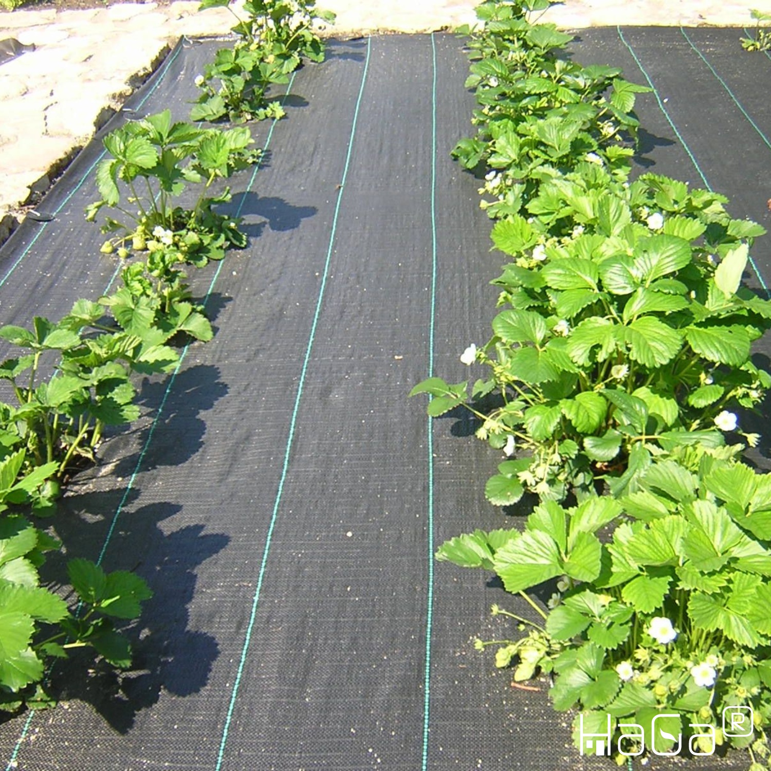 TESSUTO NASTRO 100g/m² in 2 metri di larghezza (articoli da giardino) Pellicola pacciamante blocca-erba