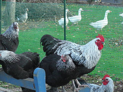 MASCHERENGEWEBE in fr. 0,6 m (articoli da giardino) recinzione in plastica recinzione per pollame recinzione per galline