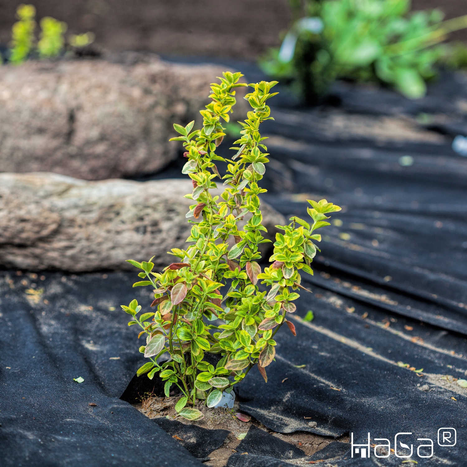HaGa® Non-tissé de jardin (marchandise au mètre) Non-tissé contre les mauvaises herbes pour le potager 50g/m² en 0,8m x 1m
