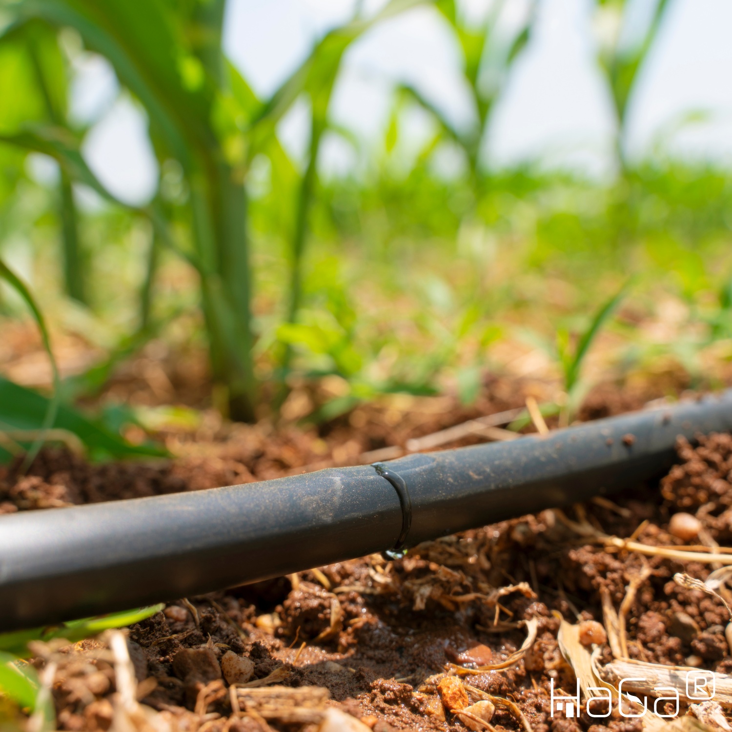 Tubo gocciolante 16 mm senza compensazione della pressione Tubo per irrigazione da giardino nero (venduto al metro)
