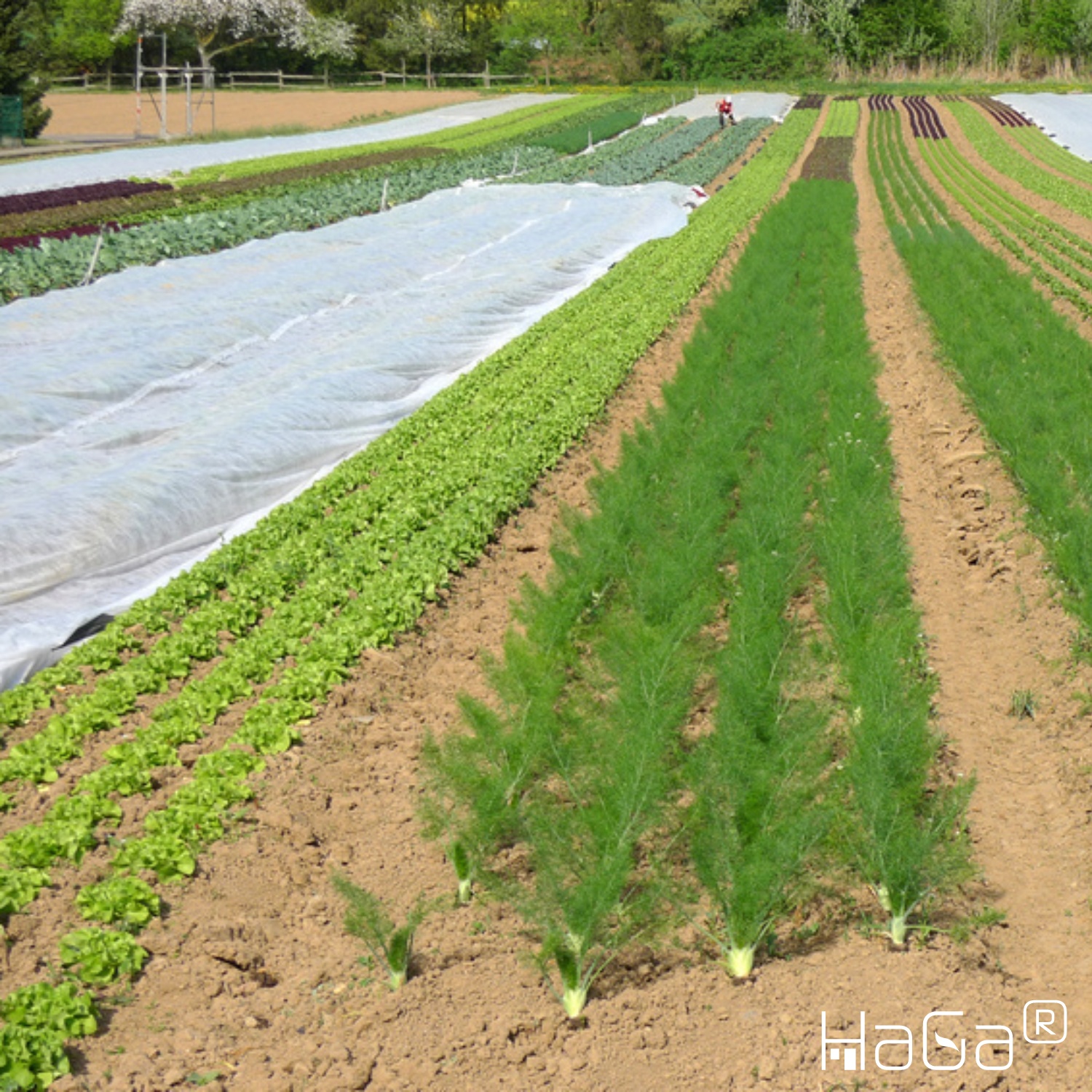 TISSU DE COUVERTURE 19g/m² en 6,3m de largeur (au mètre) Tissu de croissance pour la récolte Légumes Non-tissé