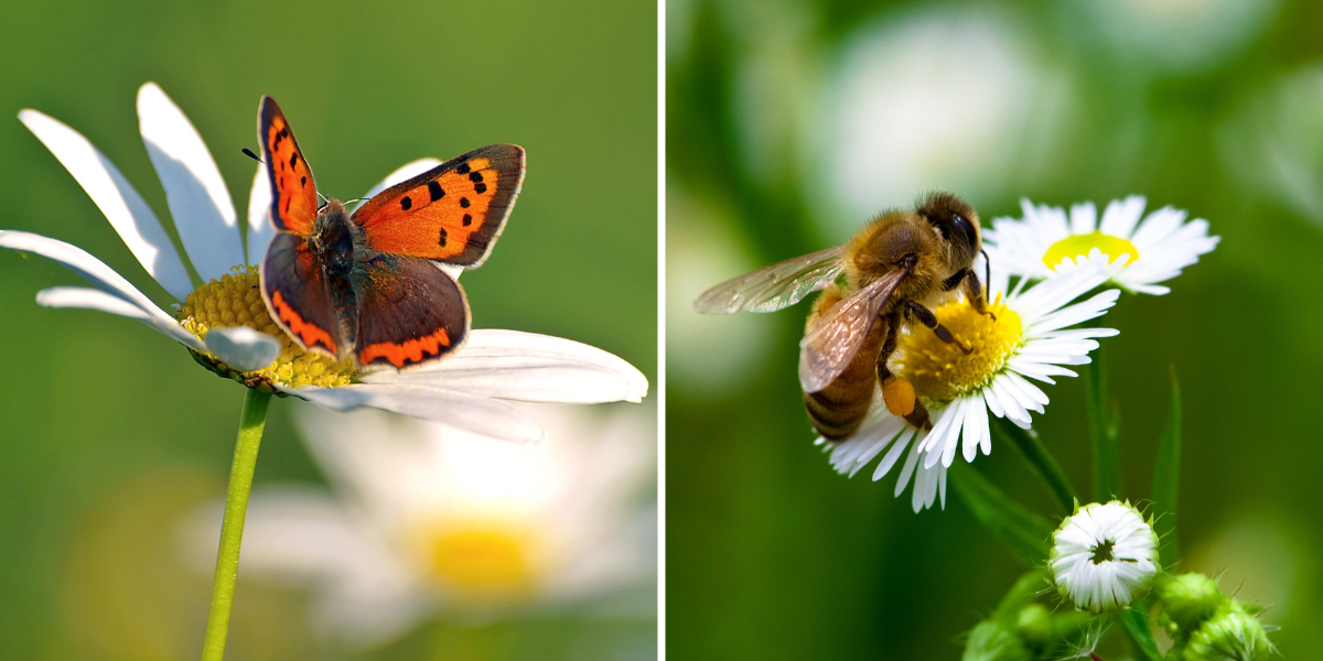 Schmetterling und Biene