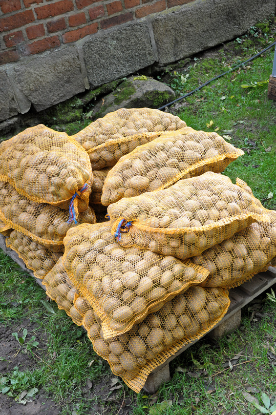 100 pezzi Sacchetti Raschel 28cm x 36cm Sacco per patate Sacco per verdure Sacco per cipolle