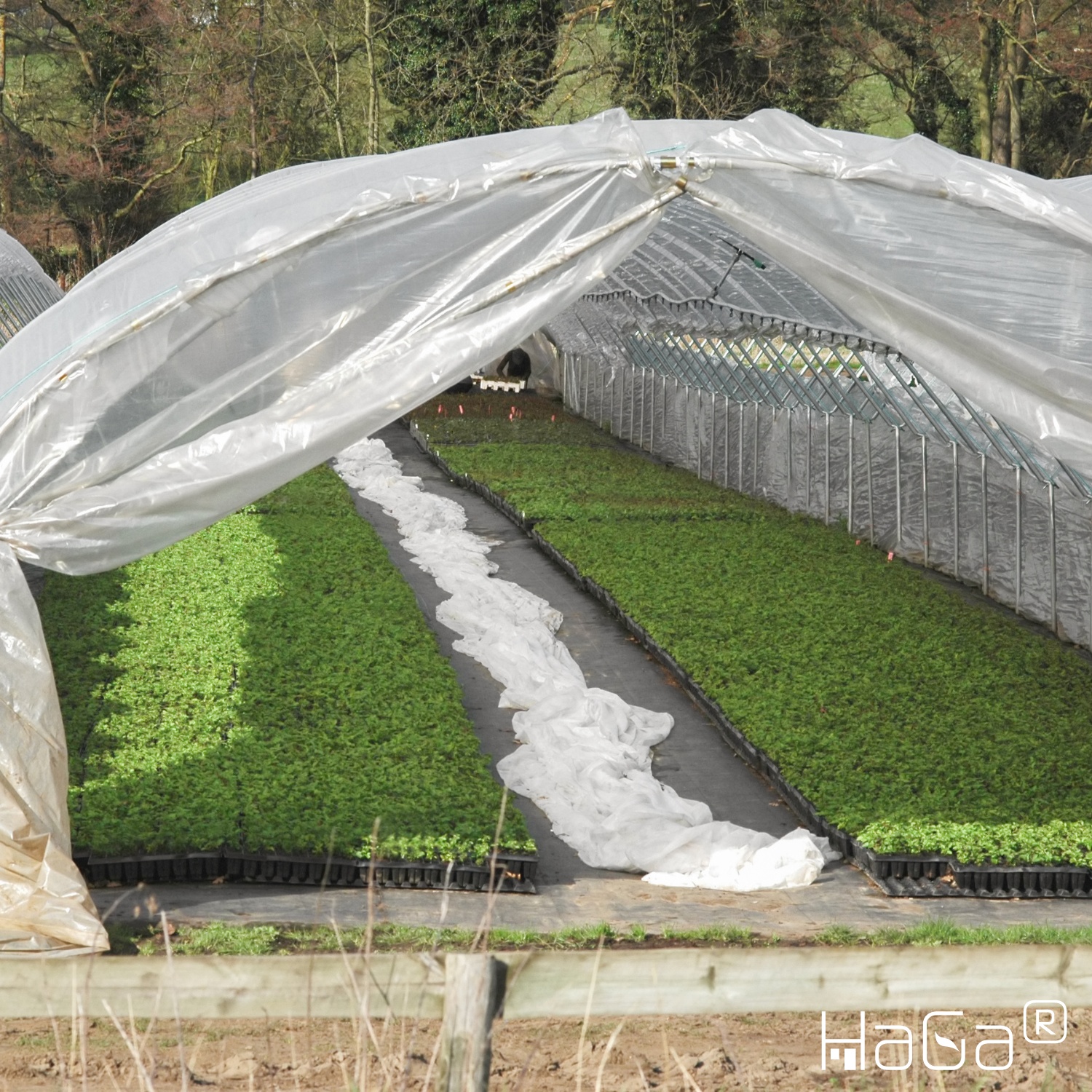 Pellicola per serre UV3 in 8 metri di larghezza (merce da cantiere) Pellicola per tunnel di pomodori Pellicola per giardino