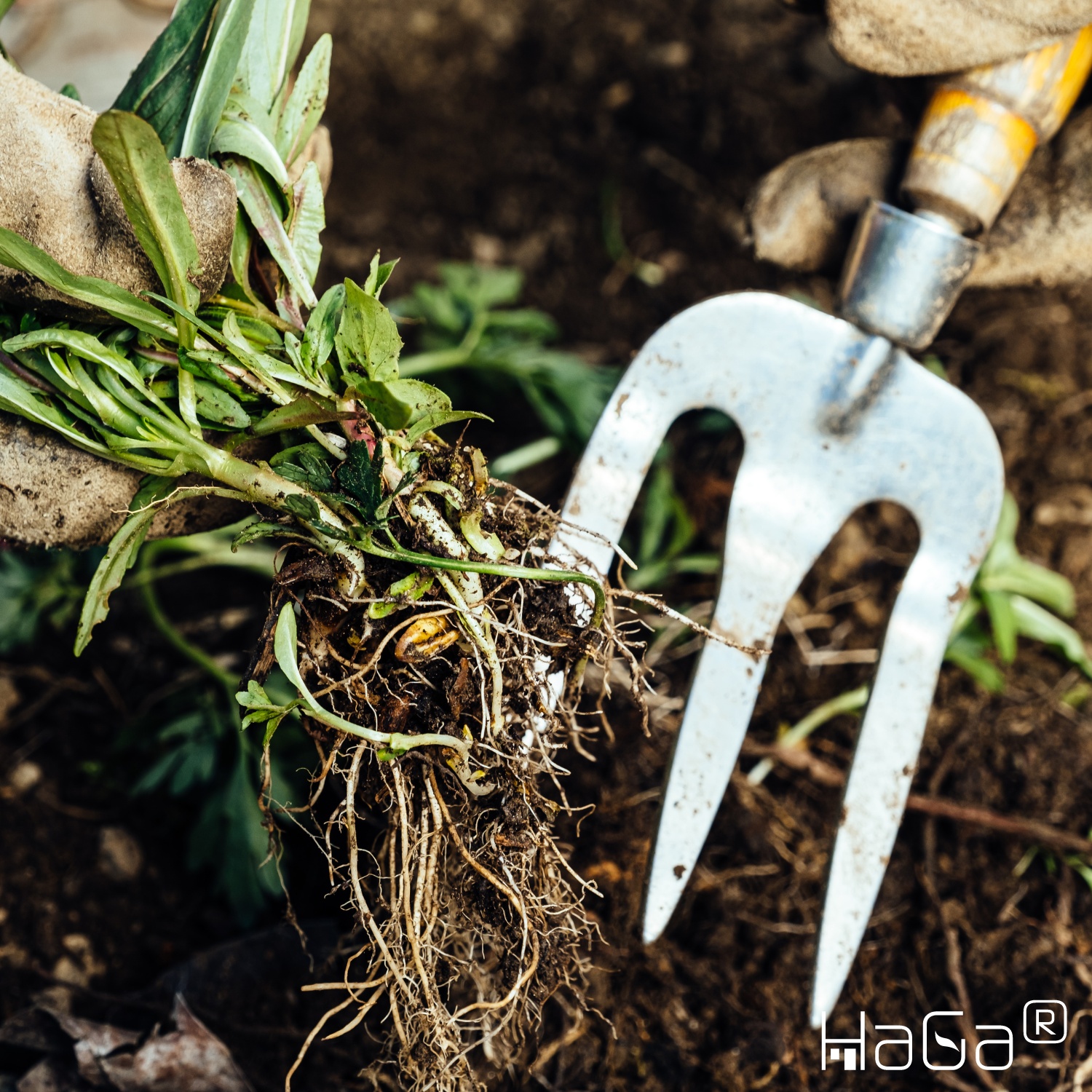 HaGa® Non-tissé de jardin (marchandise au mètre) Non-tissé contre les mauvaises herbes pour le potager 50g/m² en 0,8m x 1m