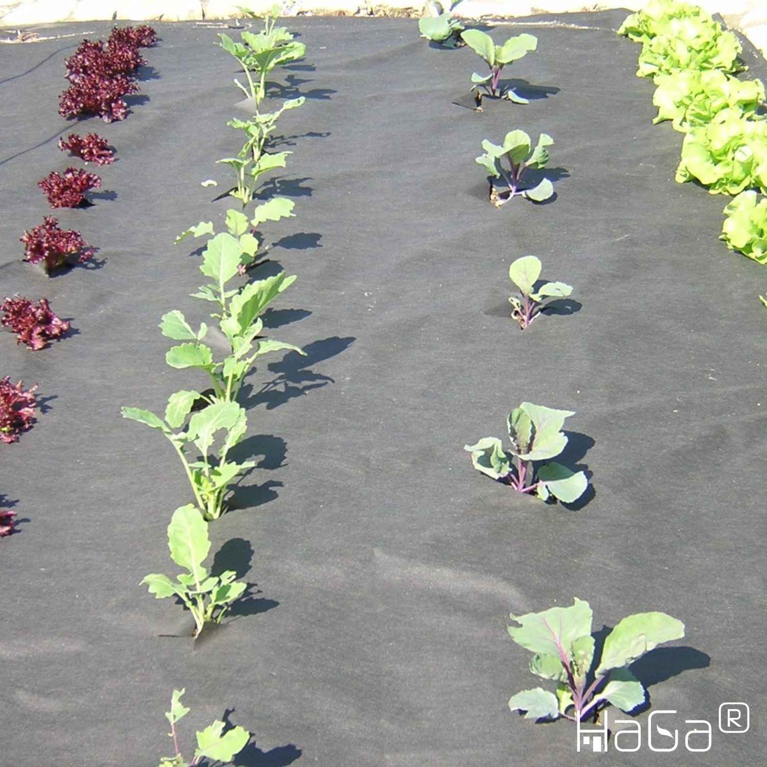 HaGa® Gartenvlies (Meterware) Unkrautvlies für Gemüsebeet 50g/m² in 0,8m x 1m